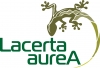 Lacerta aurea, UAB